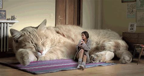 Gato Gigante Imagen  500 × 264 Píxeles Large Cats Big Cats