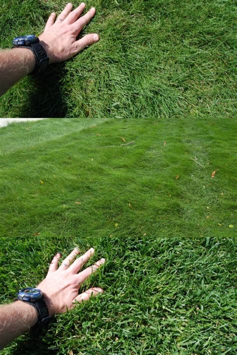 What Are The Fine Fescues Fescue Turf Grass