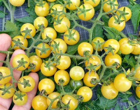 Coyote Cherry Tomato 008 G Southern Exposure Seed Exchange Saving