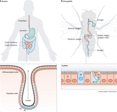 Overview Of Drosophila And Human Digestive Tracts A The Mammalian