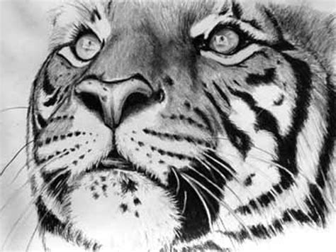 Tiger Eye Sketch At Explore Collection Of Tiger