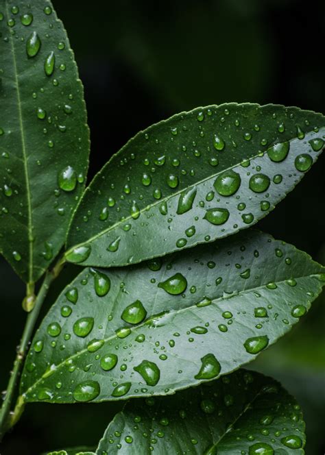 Free Photo Green Leaves With Water Drops Clean Macro