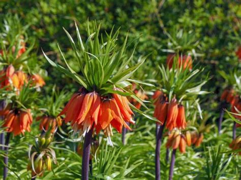7 Different Types Of Crown Imperial Flowers Homeporio