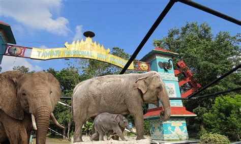 Maybe you would like to learn more about one of these? Info Paguci: Taman Nasional Way Kambas-Tiket Masuk Fasilitas Sejarah Lengkap