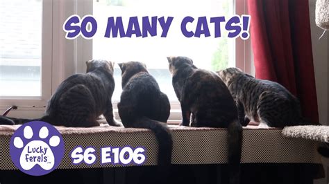 So Many Cats S6 E106 Training Feral Cats Lucky Ferals Cat Videos