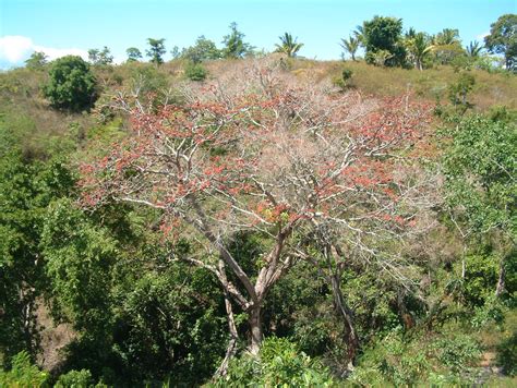 Sterculia Foetida Tree Ai Nitas In The Tetun Language For Flickr
