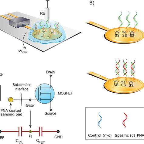 Fluorescence Imaging Of The Fet Dna Sensor Surface A Pna Probe