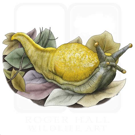 Banana Slug Signed Fine Art Print Inkart