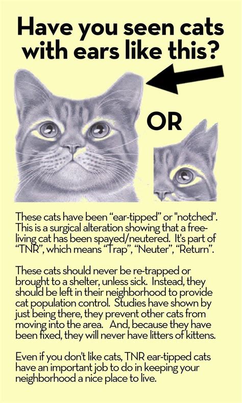 Free Living Cat Ear Tipping Infographic