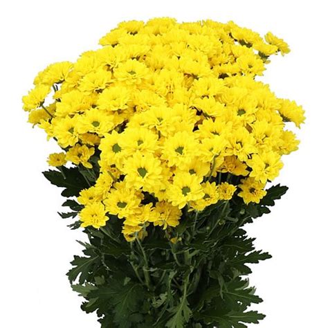 Chrysant San Skippy Cm Wholesale Dutch Flowers Florist Supplies Uk