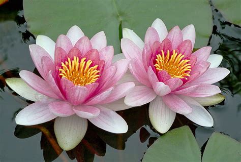 • last updated 5 weeks ago. Royalty-Free photo: Two white-and-pink lotus flowers on ...