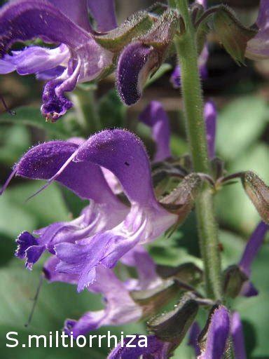 Frost Hardy Salvias Victorian Salvia Study Group