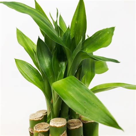 40cm Lucky Bamboo 3 Straight Stems Indoor Plant T Ebay