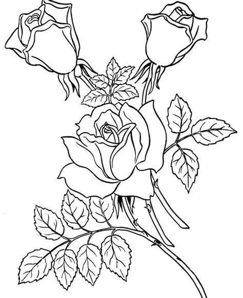 Sketsa Gambar Bunga Mawar Harian Nusantara