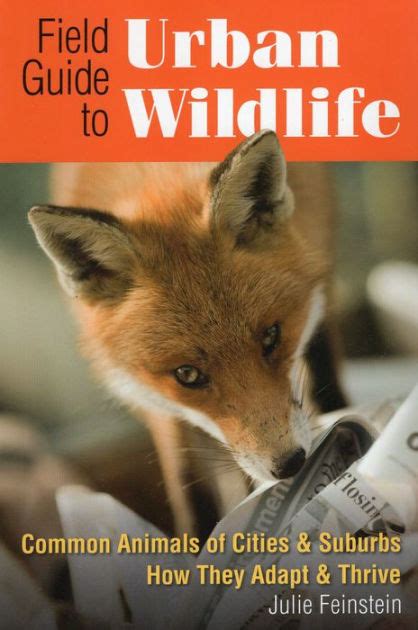 Field Guide To Urban Wildlife Common Animals Of Cities And Suburbs How