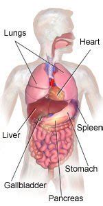 The abdomen can be divided into quadrants or regions to describe the location of an organ or structure. Non-penetrating Injuries To The Liver Or Spleen - Care Guide