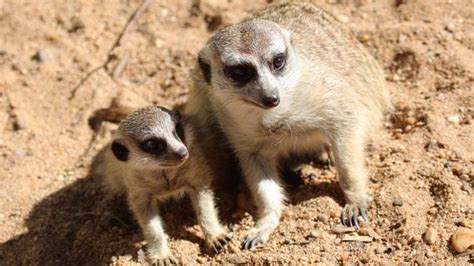 Meerkat Manor At Taronga Western Plains Zoo In Dubbo Expands With