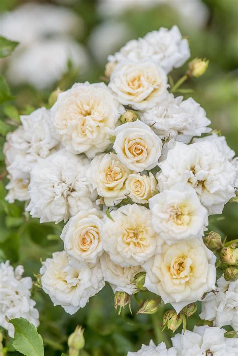 Stream roses by saint jhn from desktop or your mobile device. Rose, Drift® White - TheTreeFarm.com