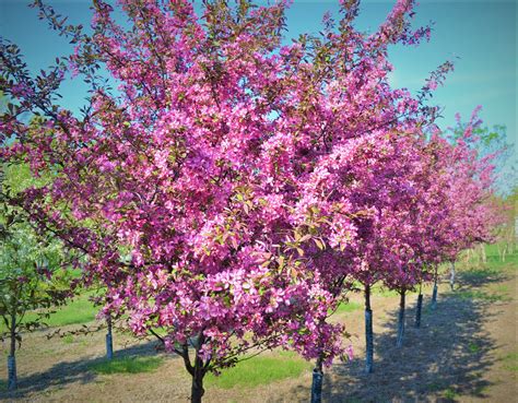 Profusion Crabapple Trees Next Generation Landscape Nursery