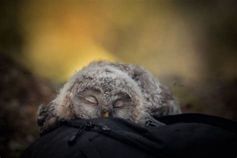 Baby Owls Sleep On Their Stomachs Because Their Heads Are Too Heavy If