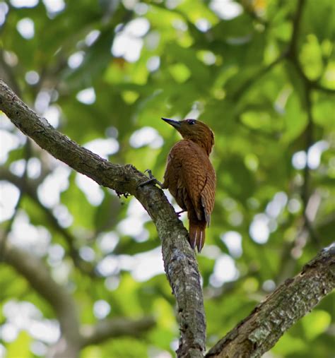 Indian Birds Photography Birdphotoindia Rufous Woodpecker