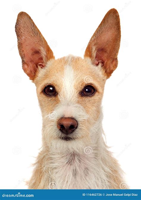 Portrait Of A Funny Dog With Big Ears Stock Photo Image Of Friend