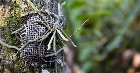 Ghost Orchids Rare Ghost Orchids Threatened In Florida