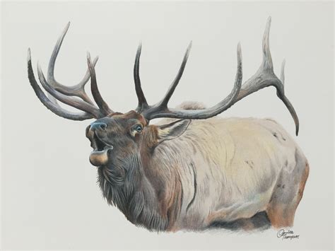 *by providing your email address you will begin to receive our newsletters, special offers and more free content from artists network. Colored pencil elk drawing done by Aprille Thompson http ...