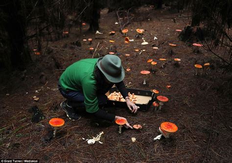Photographs Show Brightly Coloured Mushrooms In Nsw Forest Daily Mail