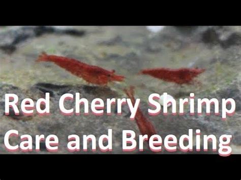 A female shrimp will carry her eggs under her tail, and that means she is berried. Red Cherry Shrimp Care Sheet and Breeding - YouTube