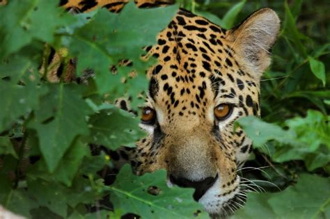 20 Sneaky And Stealthy Animals The Masters Of Stealth Online Field Guide