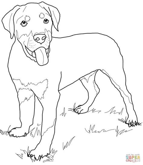 Miniature Pinscher Coloring Pages at GetColorings.com  Free printable