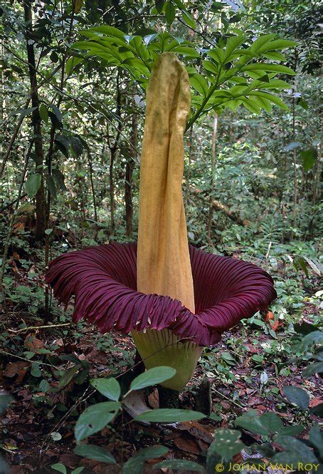 Bunga Bangkai | Gosip Gambar