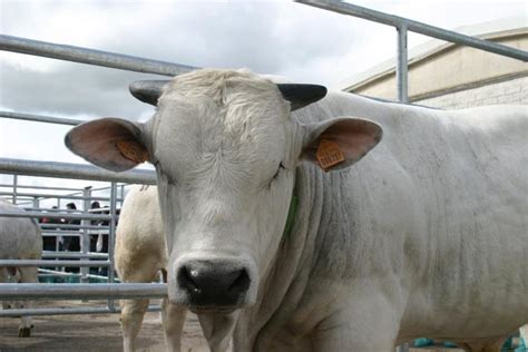 Vacche meglio alimentate, infatti, sono più sane, soddisfatte e produttive. Alimentazione e benessere del bovino da carne ...