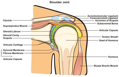What are the potential root causes of a problem? Make Your Shoulder Hum Not Squeak | Breaking Muscle
