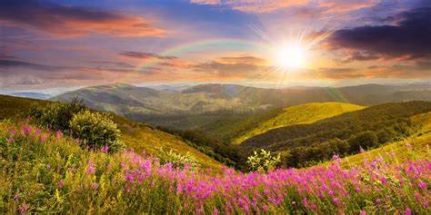 Wild Flowers On The Mountain Top At Sunset Stock Image Image Of Flora