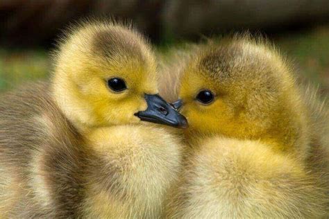 Baby Ducks And How To Raise Them Guide To Duck Care