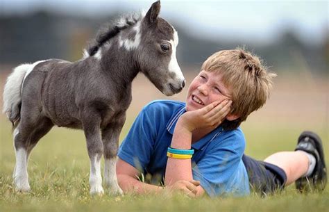 Miniature Animals Are Too Cute For Words Slapped Ham