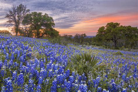 Bluebonnets Under A Texas Sunset 1 Photograph By Rob Greebon Fine Art