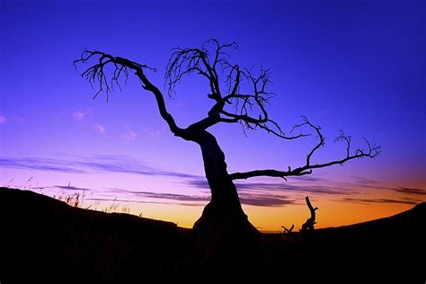Silhouette Of A Tree At Sunset Photograph By Carson Ganci