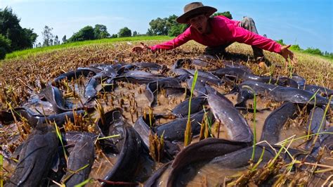 Omg Catch Fish In The Rice Field A Fishermen Catching Lots Of Catfish