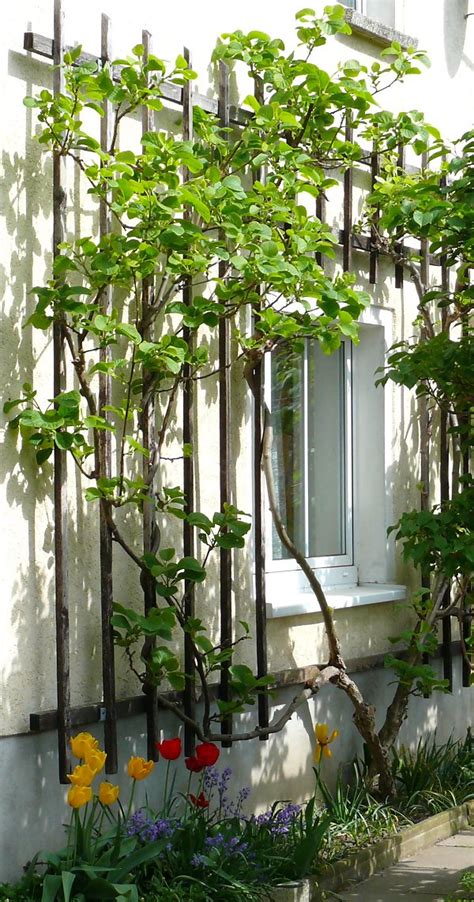 9,161 likes · 41 talking about this. Die Kiwi als Spalierobst für Haus und Garten