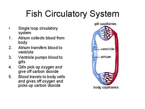 Circulatory Systems In Animals Basic Components Of All
