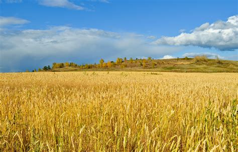 Golden Wheat Field Free Stock Photo Public Domain Pictures