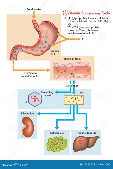 Cycle De La Vitamine B12 Dans Le Corps Humain Illustration De Vecteur