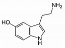 Image result for Serotonin