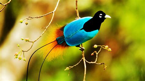 10 Most Beautiful Birds Of Paradise Youtube