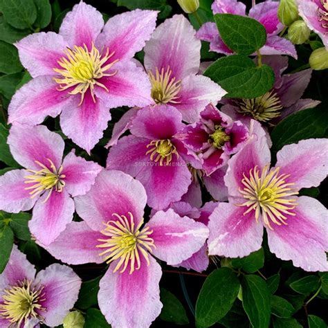 They will weave their way through the supporting foliage and extend the season of interest with. Клематис (Clematis Piilu) | Декоративни храсти ...