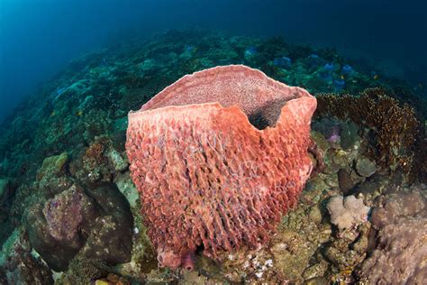 Facts About Sponges Porifera