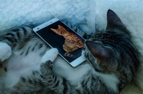 Maybe you would like to learn more about one of these? Kabar Baik untuk Pecinta Kucing! Enggak Lama Lagi, Kita ...